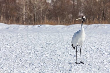 Kar tarlasında kırmızı taçlı bir vinç.