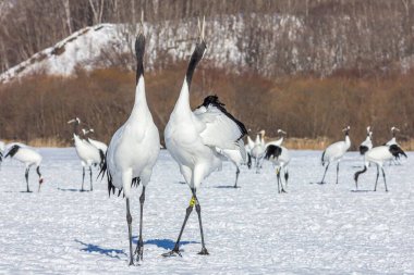 Karlı bir arazide iki kırmızı taçlı turna.