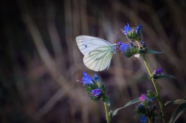 Yabani bir çiçeğin üzerine tünemiş bir kelebeğin seçici odak noktası.