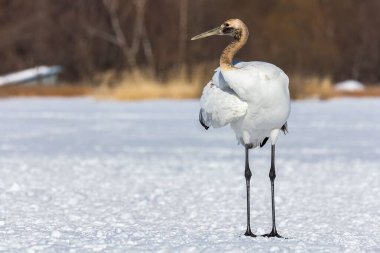 Genç kırmızı taçlı bir vinç karla kaplı bir tarlada