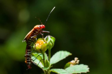 Sarı çiçek tomurcuğunun tepesindeki Dysdercus singulatus 'un yakın çekimi.