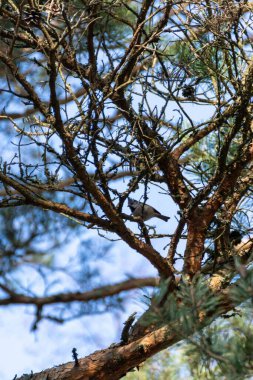 A vertical shot of a European crested tit perched on a pine tree branch in a blue sky background