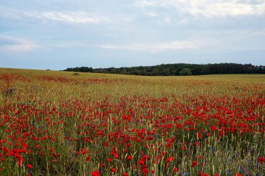 Vahşi gelincik ve Anchusa çiçekleriyle dolu bir tarla.