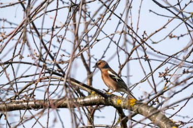 Gündüz vakti ormandaki bir ağaç dalına tünemiş küçük bir ispinoz.
