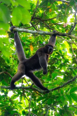 Kolombiya 'da bir orman ağacında yürüyen kahverengi tüylü bir maymun (Lagothrix lagothricha)