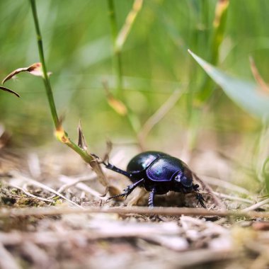 Çimenler arasındaki küçük bir bahar böceğinin yakın plan çekimi.