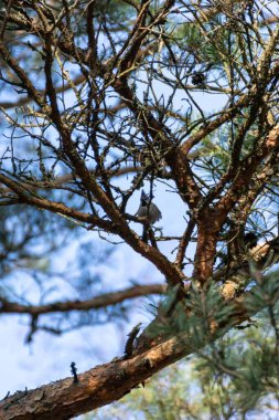 A vertical shot of a European crested tit perched on a pine tree branch in a blue sky background