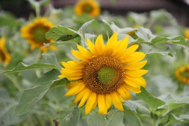 Bahçede çiçek açan ayçiçeği bitkisi