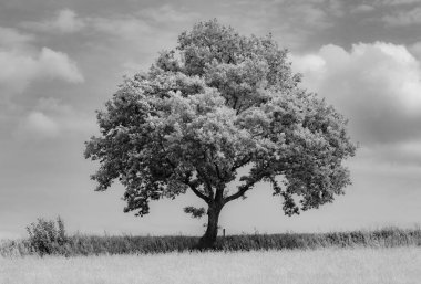 Tek bir meşe ağacının dramatik gri tonlu görüntüsü.