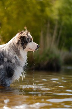 Parlak güneş ışığı altında suda oynayan sevimli bir Avustralyalı çoban.