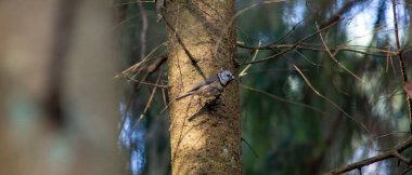 A European crested tit perched on a wooden tree trunk in a forest in daylight