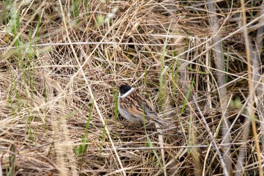 Kırsal bir alanda gün ışığında sazlıklara tünemiş küçük bir sazlık.