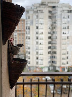 Yaratıcı ahşap saksıların yakın plan çekimi. Bulanık bir arka planı olan balkon duvarında.