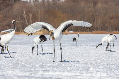 Genç kırmızı taçlı bir turna karlı bir tarlada dans ediyor.