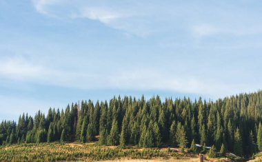 Yeşil çayır ormanı ve karlı bir dağ