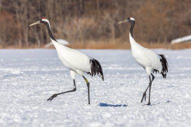 Karlı bir arazide iki kırmızı taçlı turna.