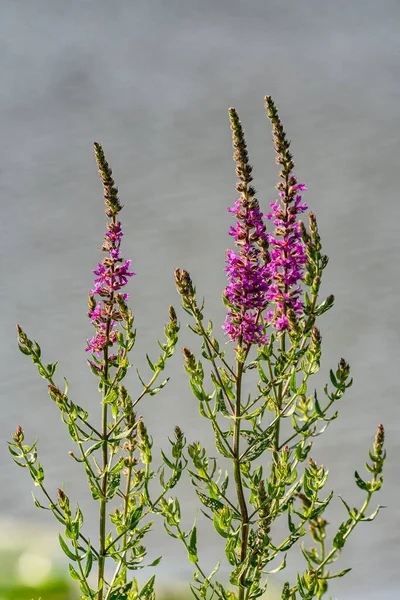 Mor bir kayanın dikey görüntüsü. Gölün kenarında çiçek açıyor.