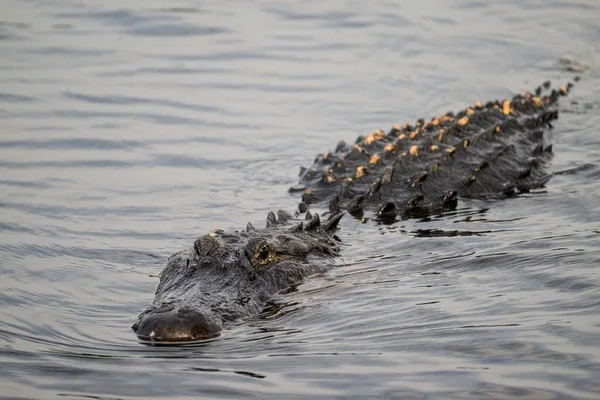 Alligator Floating Lake — Stock Photo, Image