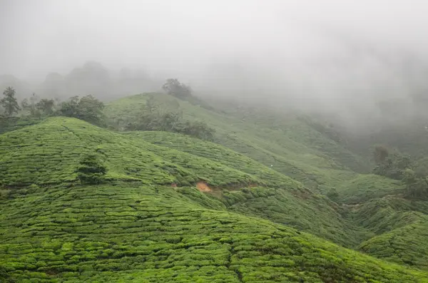 美丽的风景 绿草如茵 绿树成荫 — 图库照片