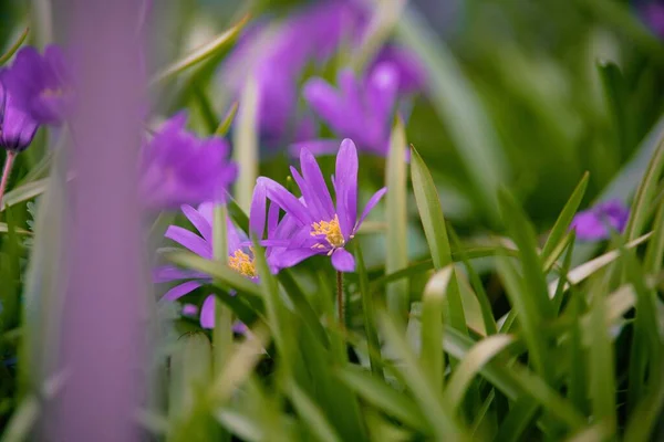 Крупный План Диких Фиолетовых Цветов — стоковое фото