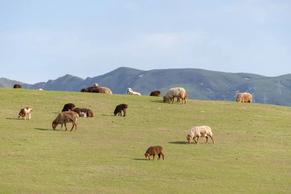 Campo Com Várias Ovelhas Pastando Uma Grama Dia Ensolarado — Fotografia de Stock