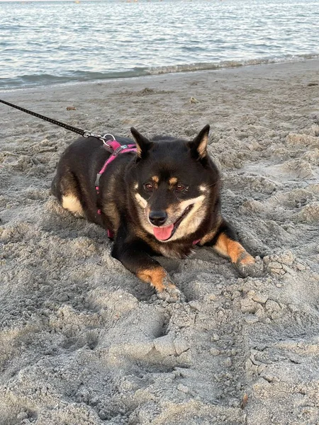 Ein Entzückender Shiba Inu Sandstrand Mit Dem Meer Hintergrund — Stockfoto