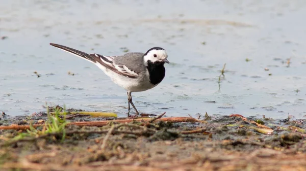 Een Prachtige Witte Kwikstaart Vogel Zittend Het Water Plas — Stockfoto