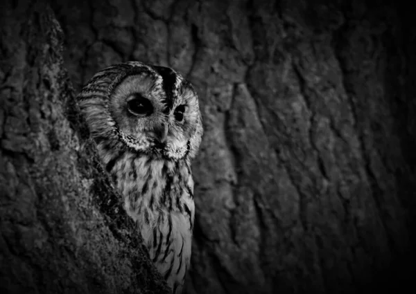 Ağaç gövdesinin arkasına saklanan bir baykuşun yakın çekimi, gri tonda çekim.