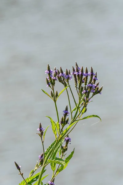 Tiro Vertical Vervain Azul Que Floresce Perto Lago — Fotografia de Stock