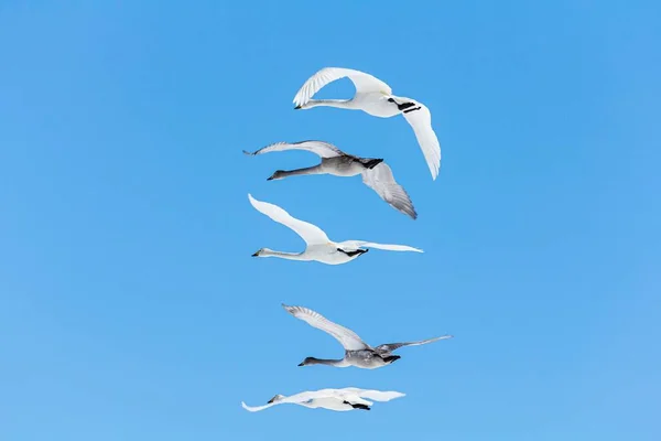 Bando Cisnes Que Voam Céu Azul — Fotografia de Stock