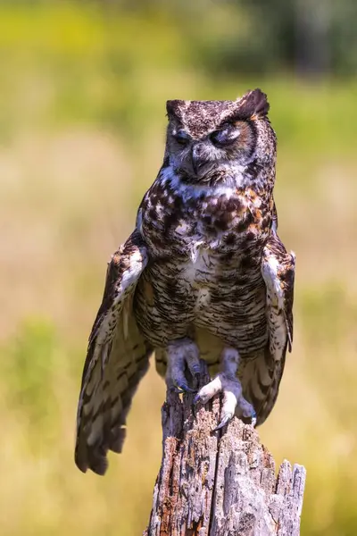 Vertikal Bild Uggla Med Slutna Ögon Trädstam Dagtid — Stockfoto