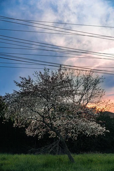 Plan Vertical Cerisier Fleurs Contre Ciel Couchant — Photo
