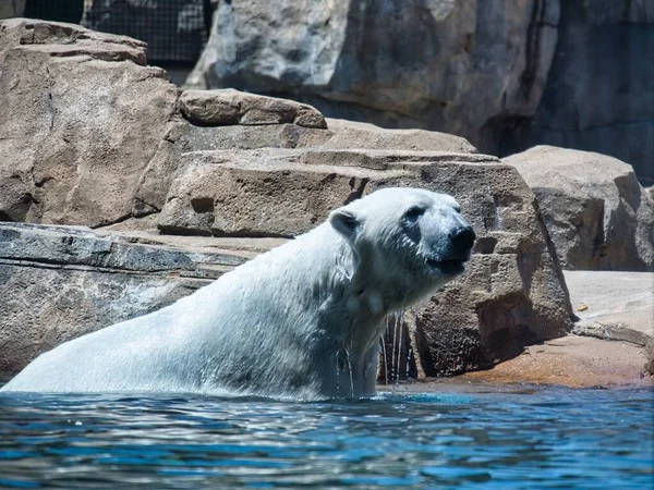 Closeup Shot White Bear Playing Swimming Water — Stock Photo, Image