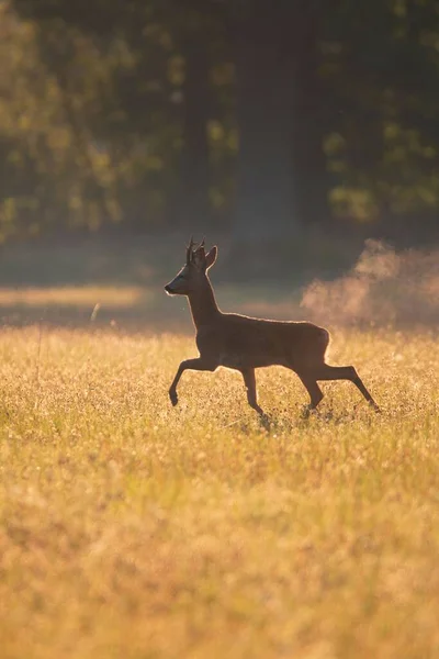 Vertical Shot Cute Deer Running Beautiful Field Sunset — Stock Photo, Image