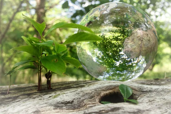 Una Sfera Cristallo Ramo Albero Con Foglie Che Riflettono Ambiente — Foto Stock