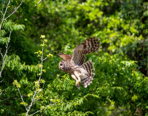 一只褐色的猫头鹰在茂密的绿树上飞翔 — 图库照片