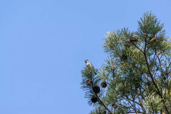 Scenic View European Crested Tit Perched Pine Tree Branch Blue — Foto Stock
