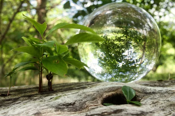 Una Sfera Cristallo Ramo Albero Con Foglie Che Riflettono Ambiente — Foto Stock