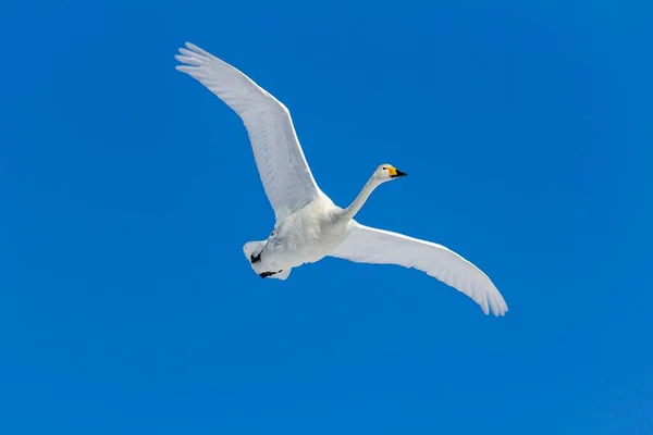 一只大天鹅在蓝天中飞翔 — 图库照片