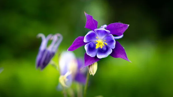 Seçici Odak Noktasında Güzel Bir Columbine Çiçeği — Stok fotoğraf