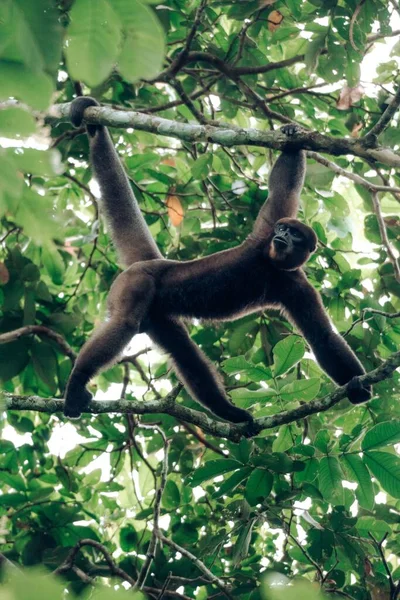 Humboldt 'un ağaçtaki tüylü maymunu Kolombiya' ya yakın plan.
