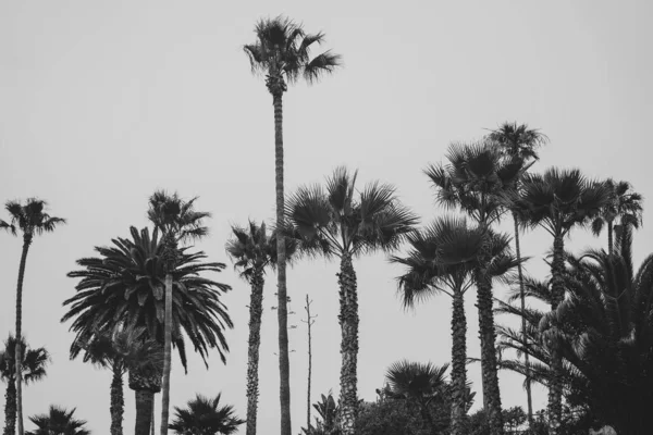 一片美丽的热带棕榈树在海滩附近的天空下 — 图库照片