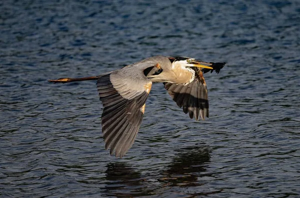 Gölün Üzerinde Uçan Büyük Bir Mavi Balıkçıl — Stok fotoğraf