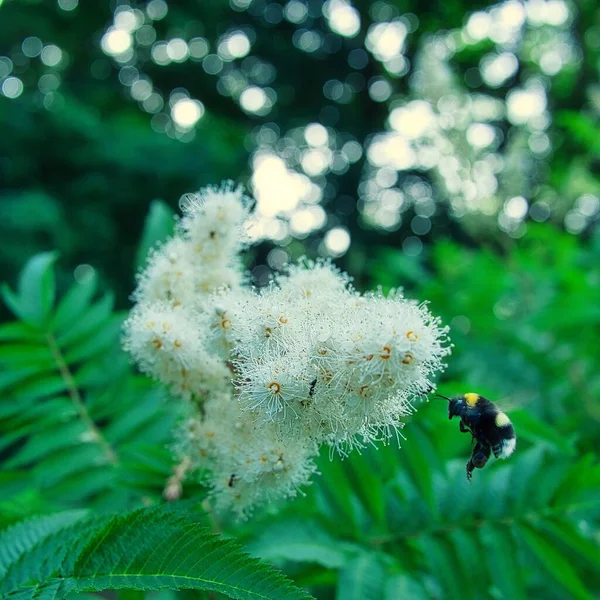 Closeup False Spiraea Flower Flying Bumblebee — Stock Photo, Image