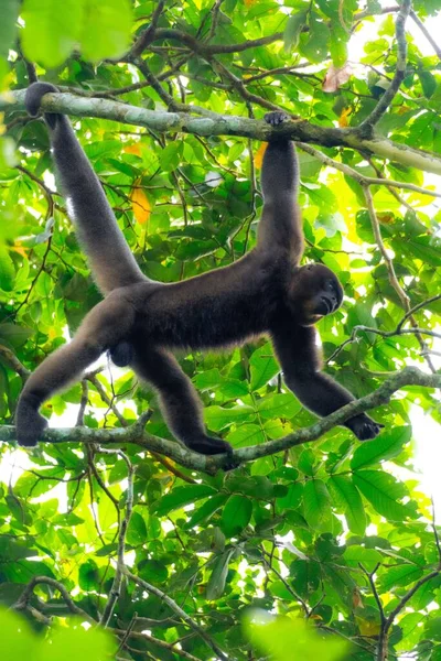 A funny brown woolly monkey walking on a tree, green forest in Colombia