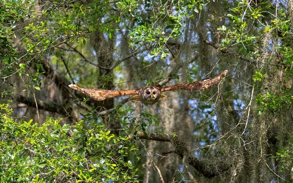 Búho Marrón Volando Contra Exuberantes Árboles Verdes —  Fotos de Stock