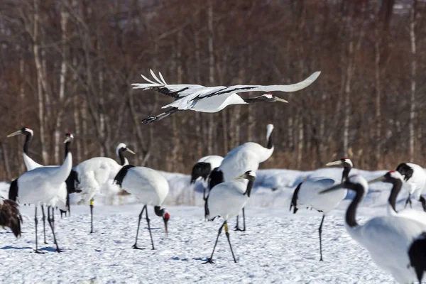 A red-crowned crane flying over a snowy field and other cranes