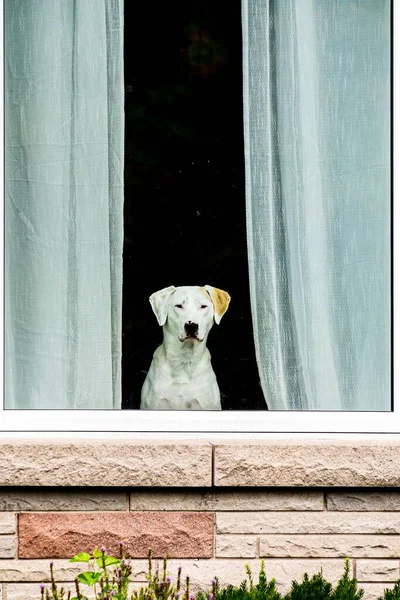 Egy Fehér Kutya Néz Ház Üvegablakán — Stock Fotó