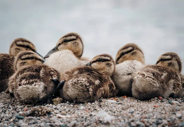 Closeup Shot Cute Baby Ducklings Small Stones — Stock Photo, Image