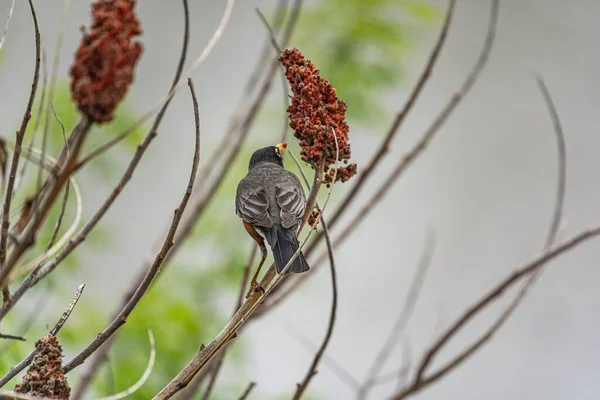 Kırmızı Çiçek Toplayan Amerikalı Bir Robin — Stok fotoğraf